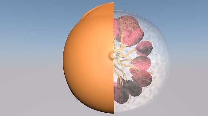 Breast with cancer cell animated 3D model