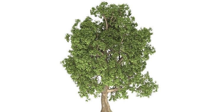 Big mature tree 3D model