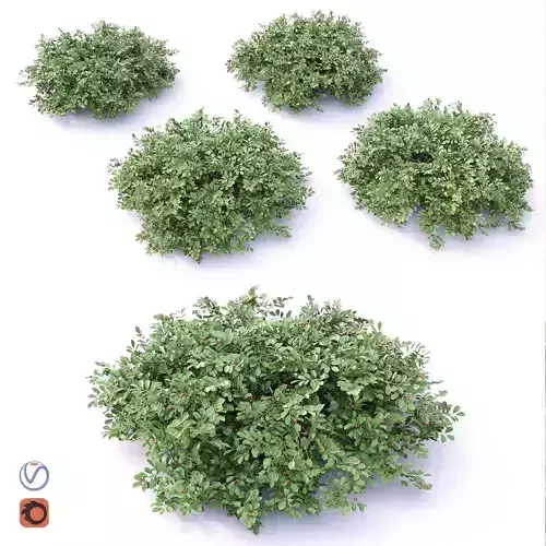 Cotoneaster four shrubs 3D model
