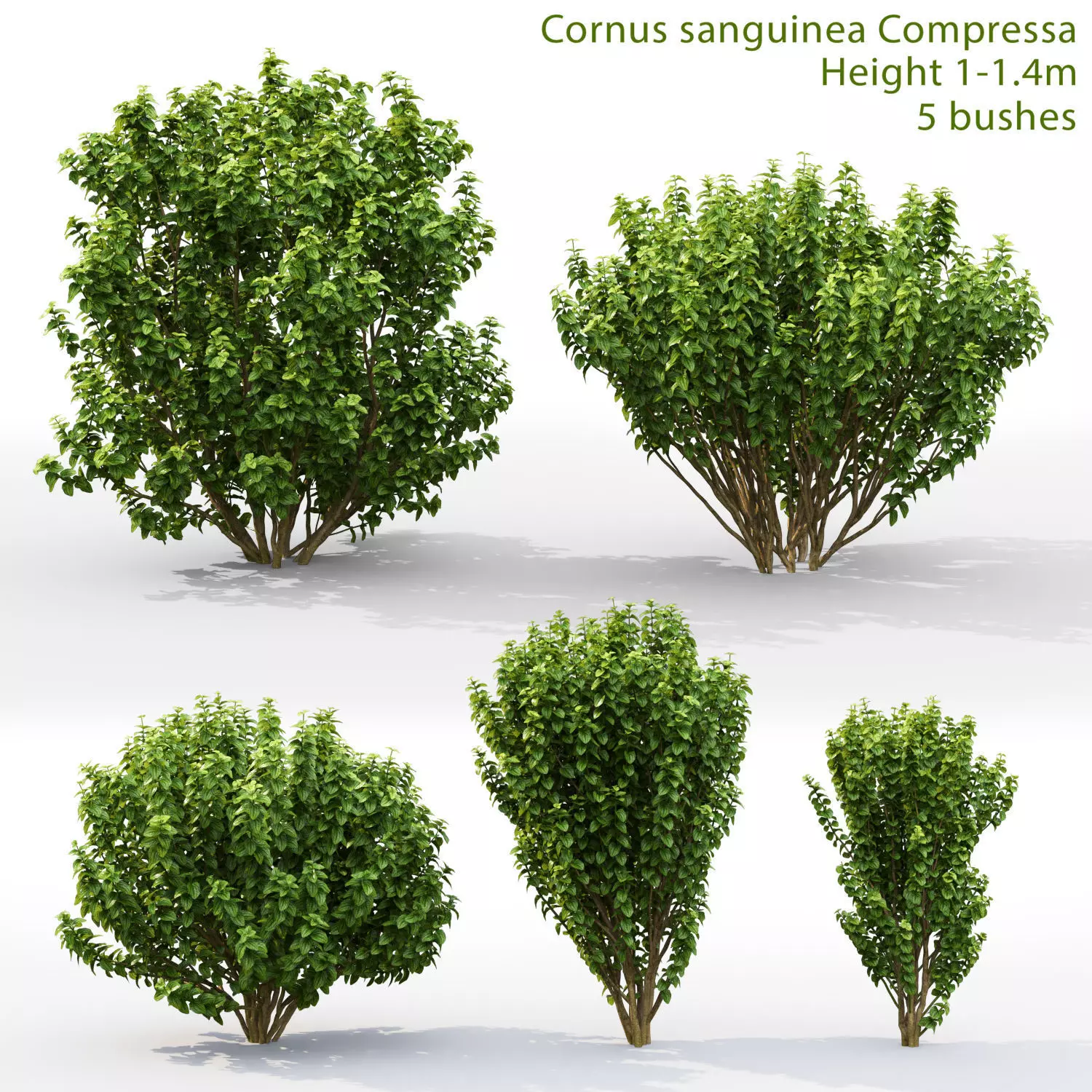 Cornus compressa 3D model