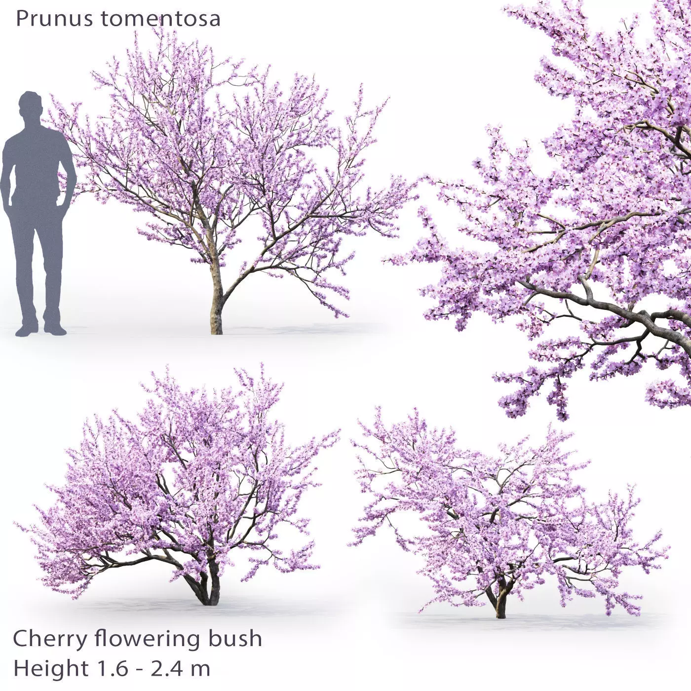 Cherry flowering 3D model