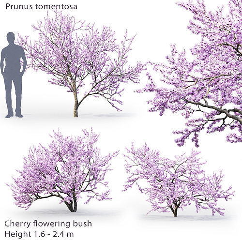 Cherry flowering  3D model