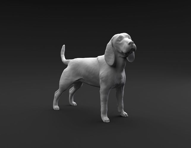 Beagle standing female and male for 3D printing 3D print model