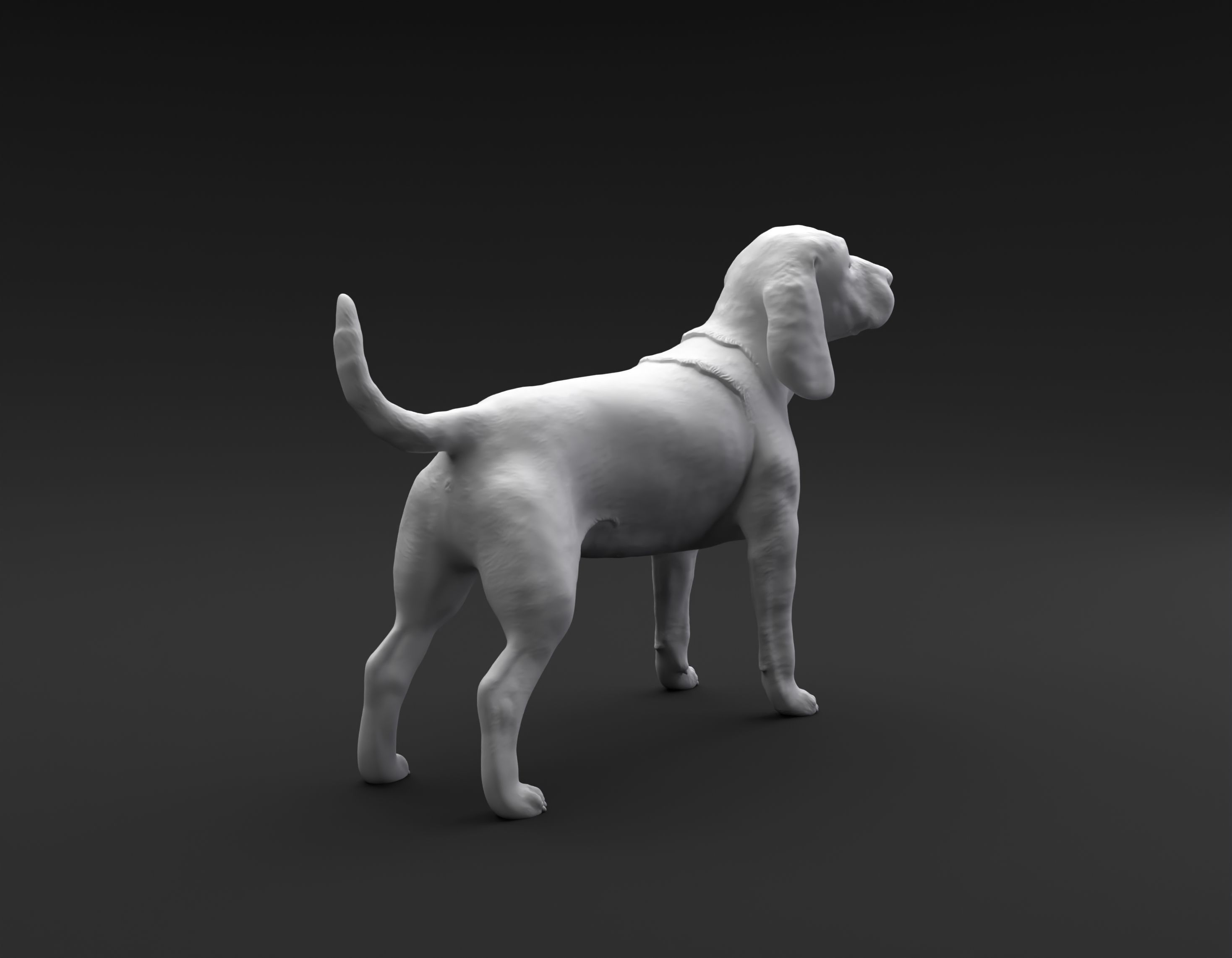 Beagle standing female and male for 3D printing 3D print model_3