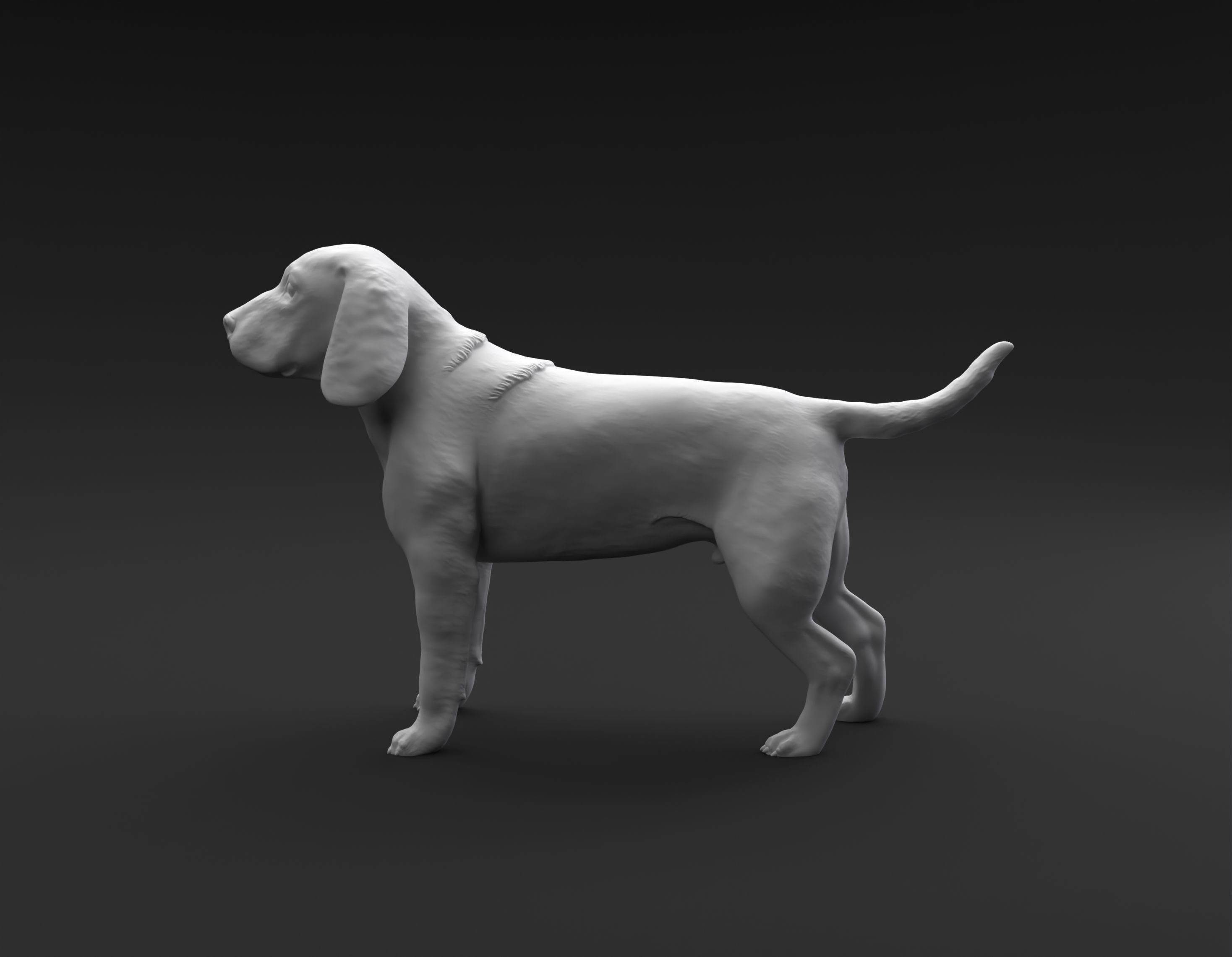 Beagle standing female and male for 3D printing 3D print model_13