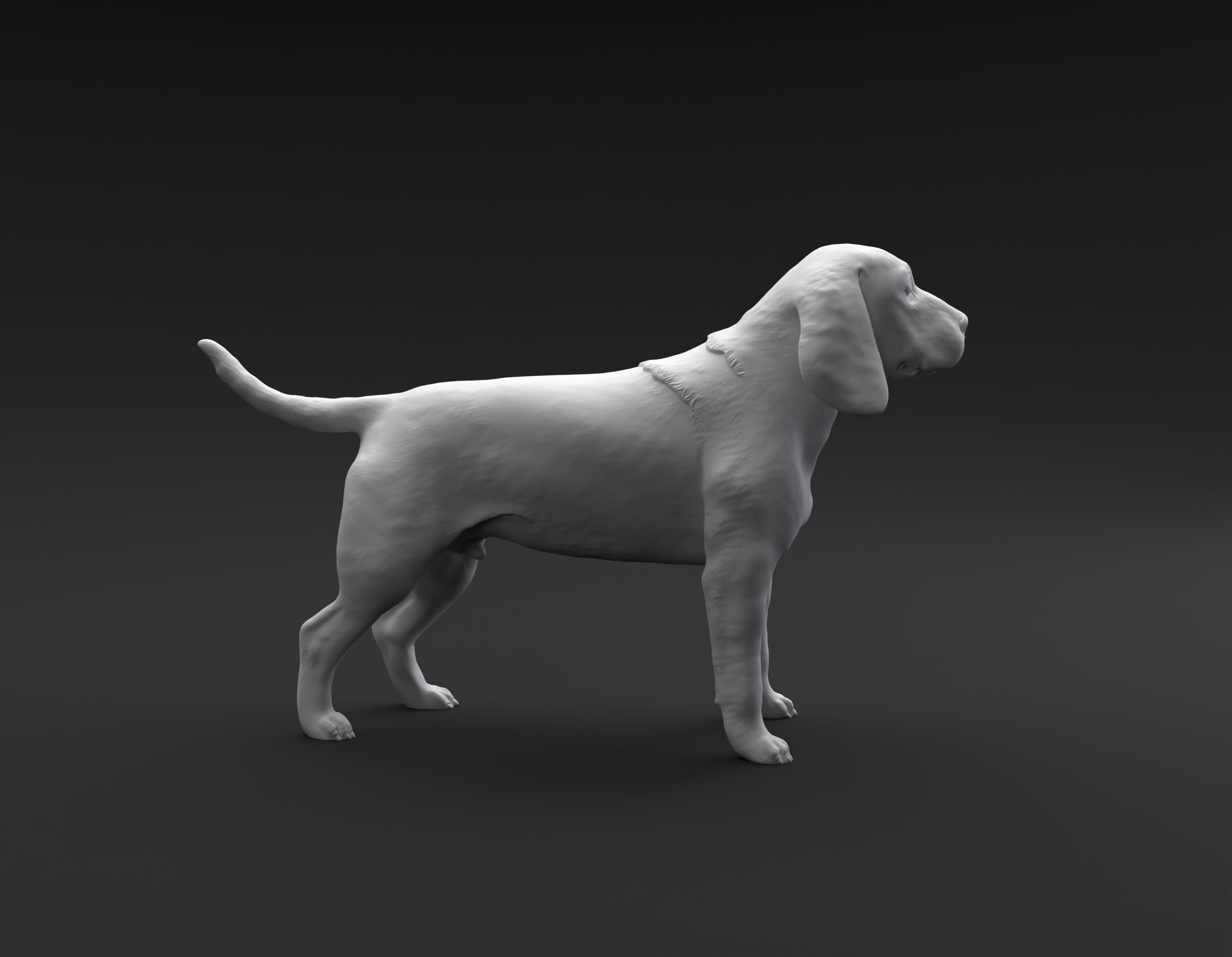 Beagle standing female and male for 3D printing 3D print model_9