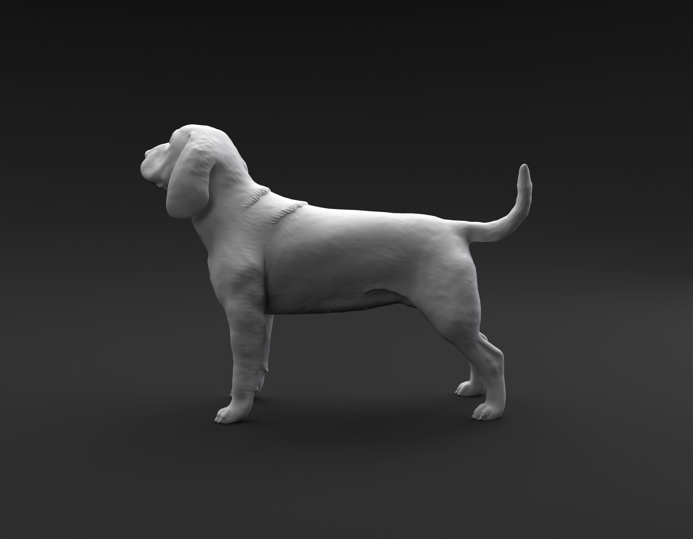 Beagle standing female and male for 3D printing 3D print model_6