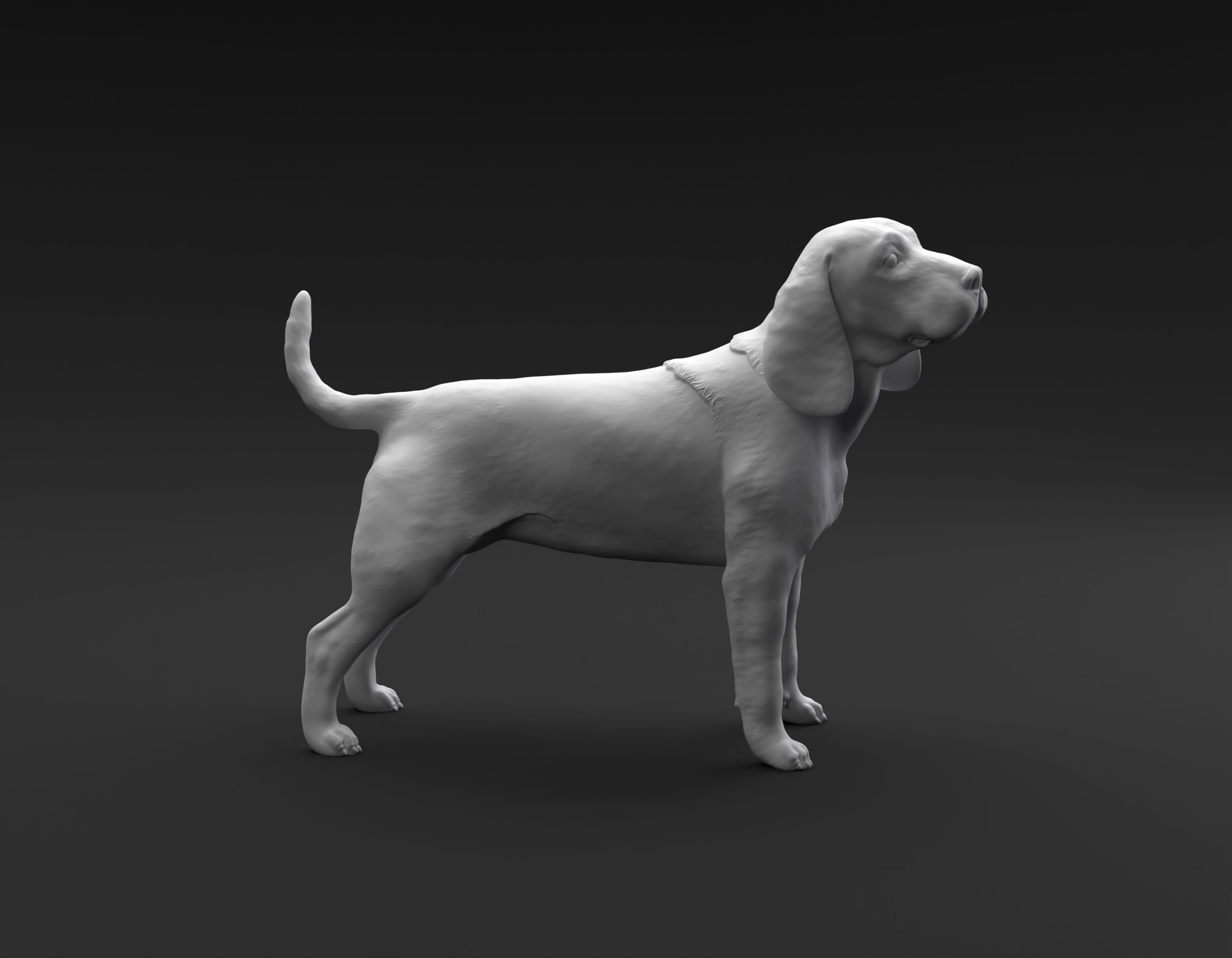 Beagle standing female and male for 3D printing 3D print model_2