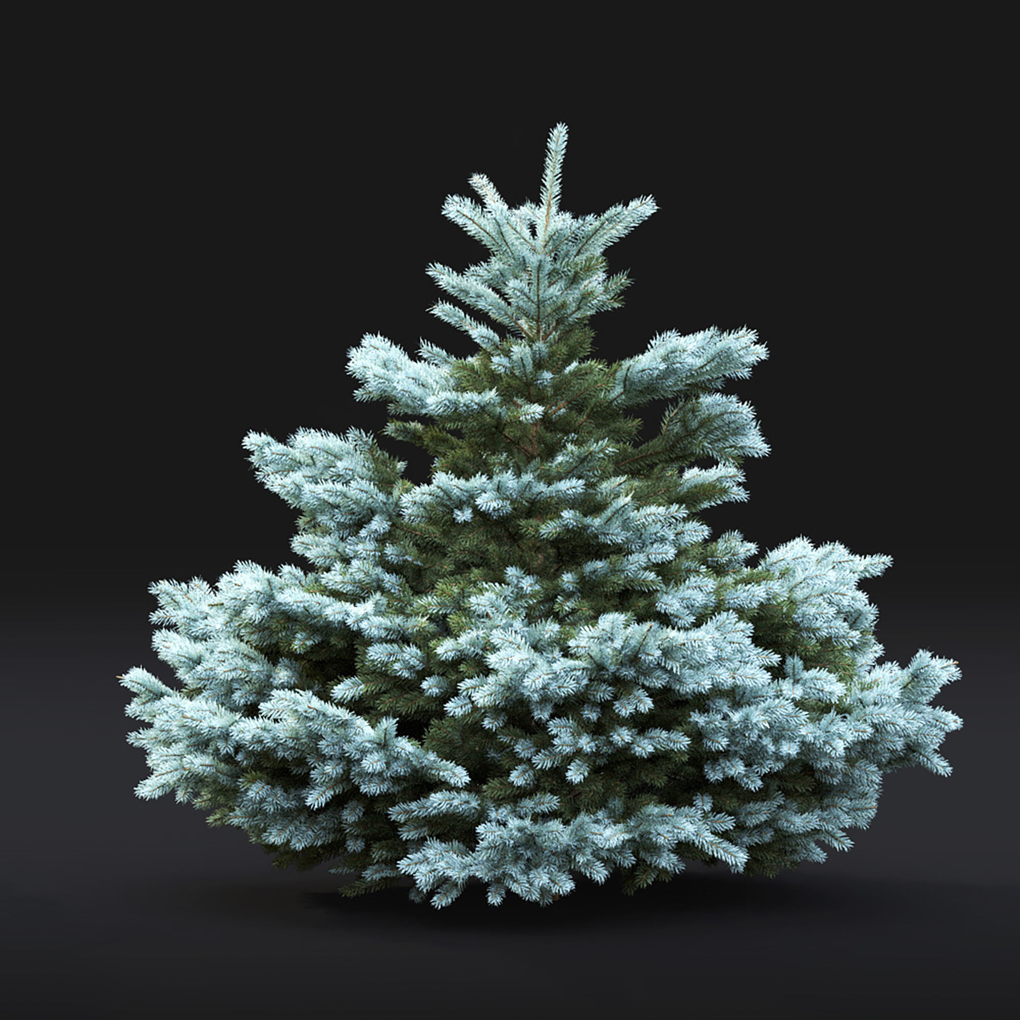 Glauca globosa 01 3D model_3