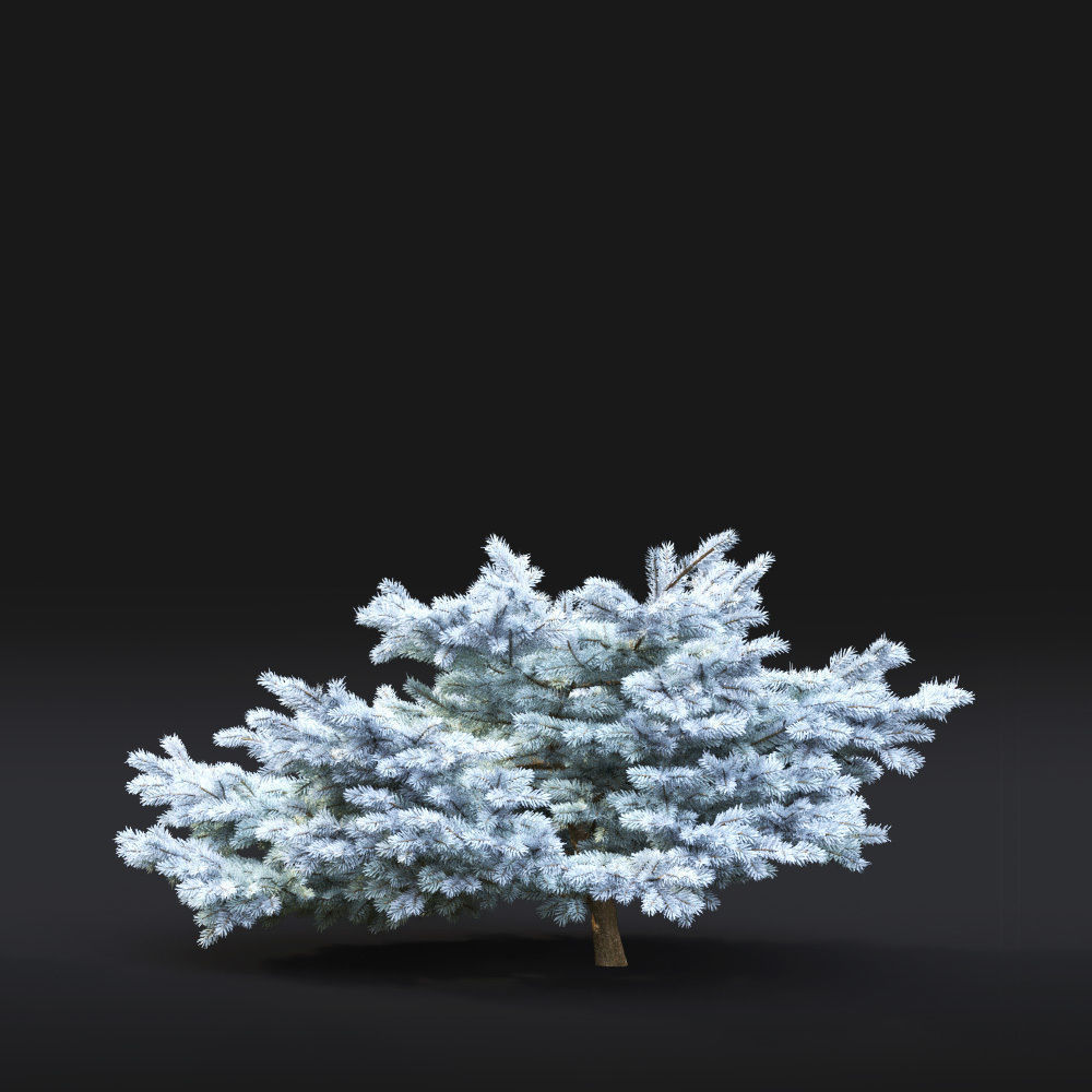 Glauca globosa 01 3D model_6