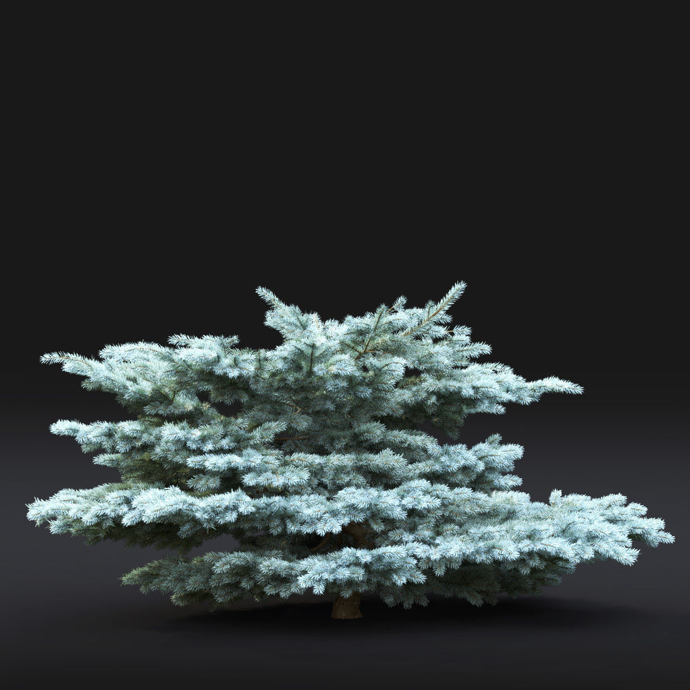 Glauca globosa 01 3D model_8