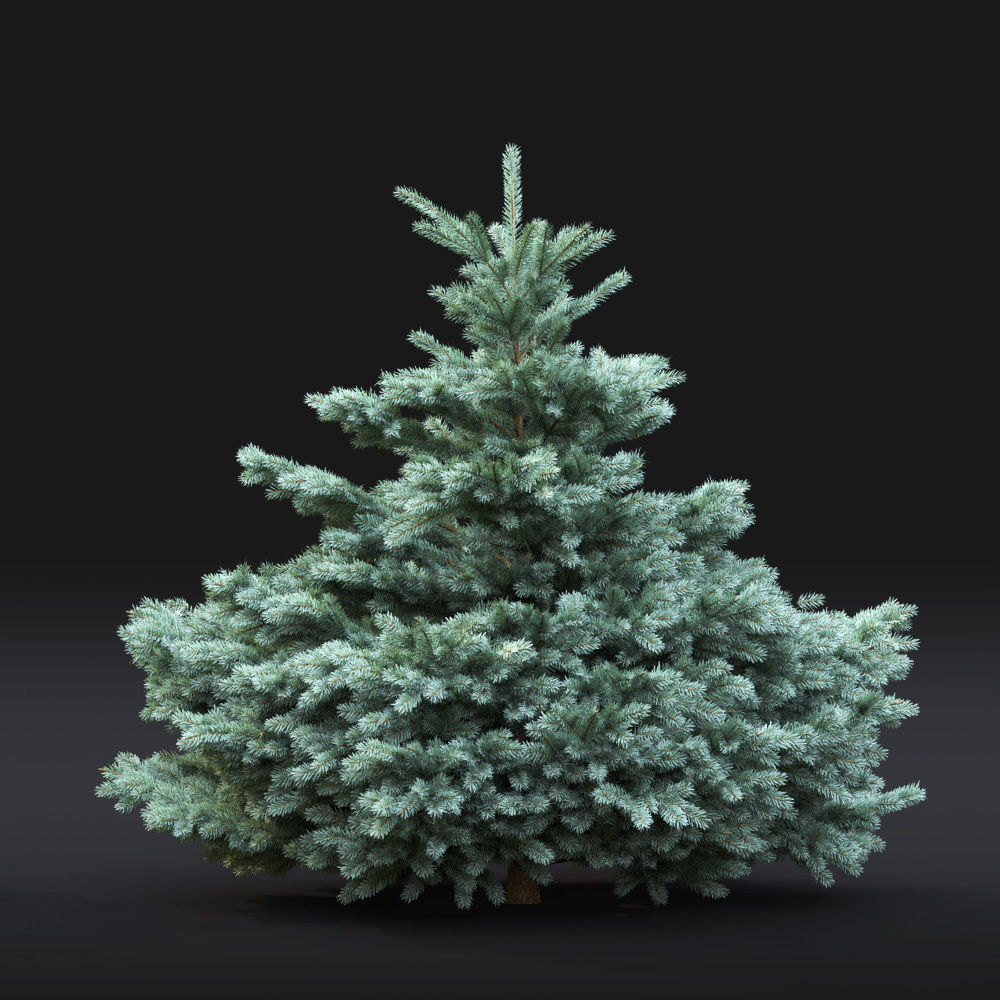 Glauca globosa 01 3D model_7