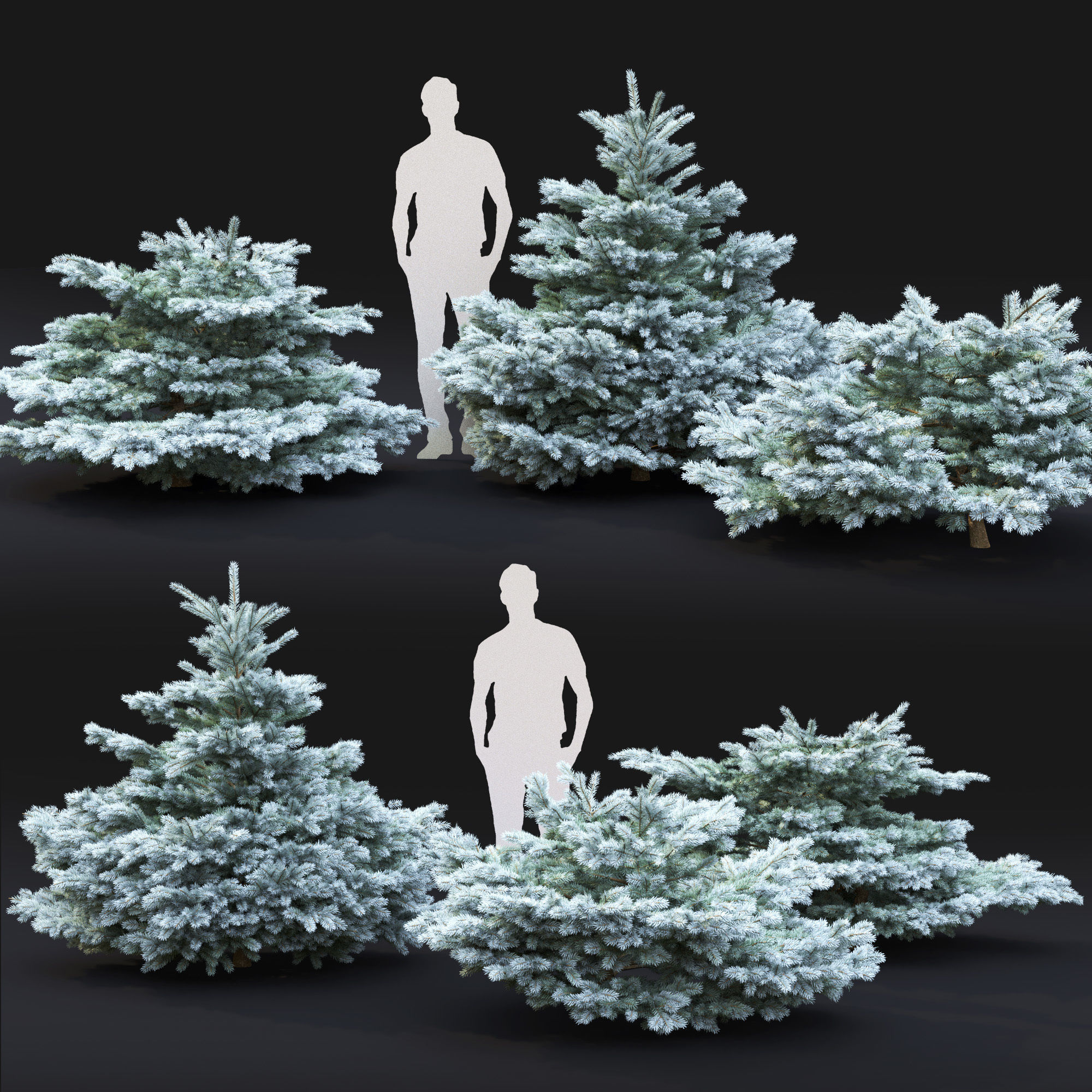 Glauca globosa 01 3D model_2