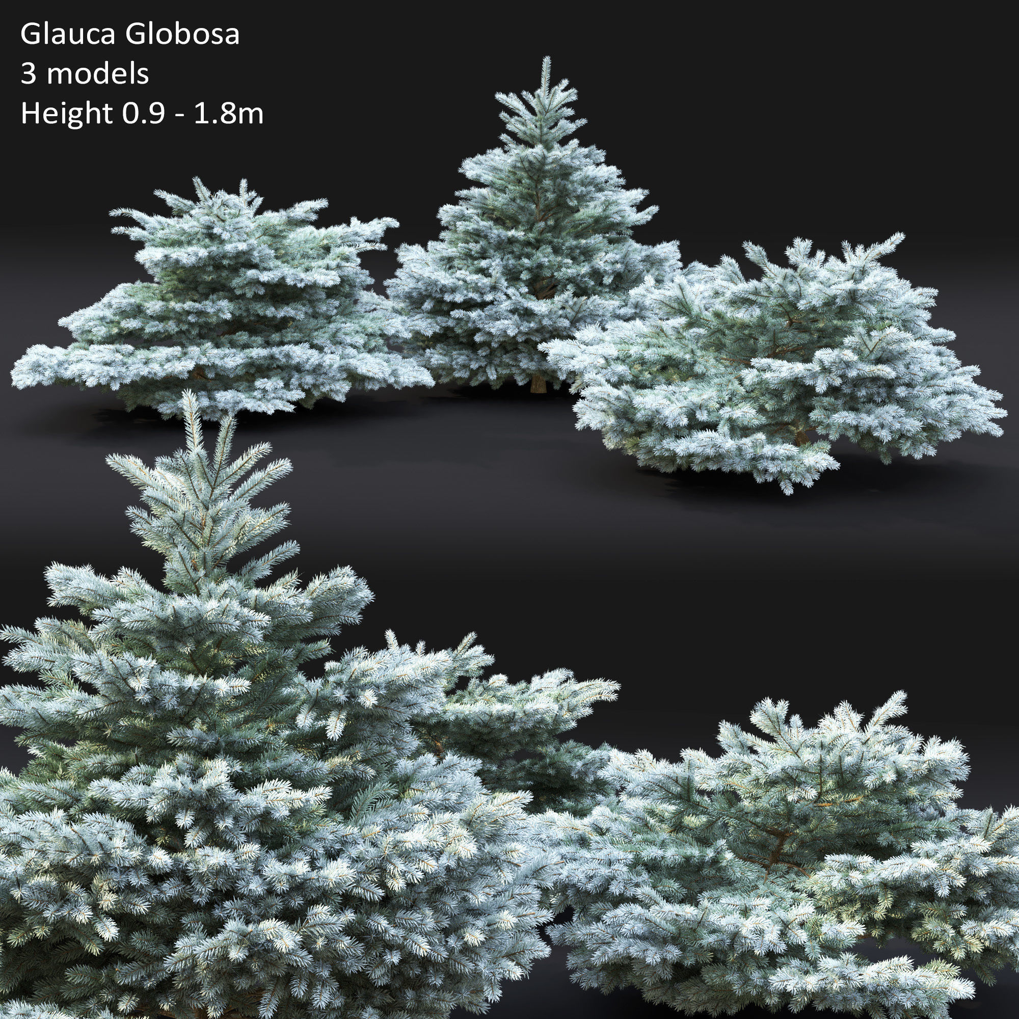 Glauca globosa 01 3D model_10