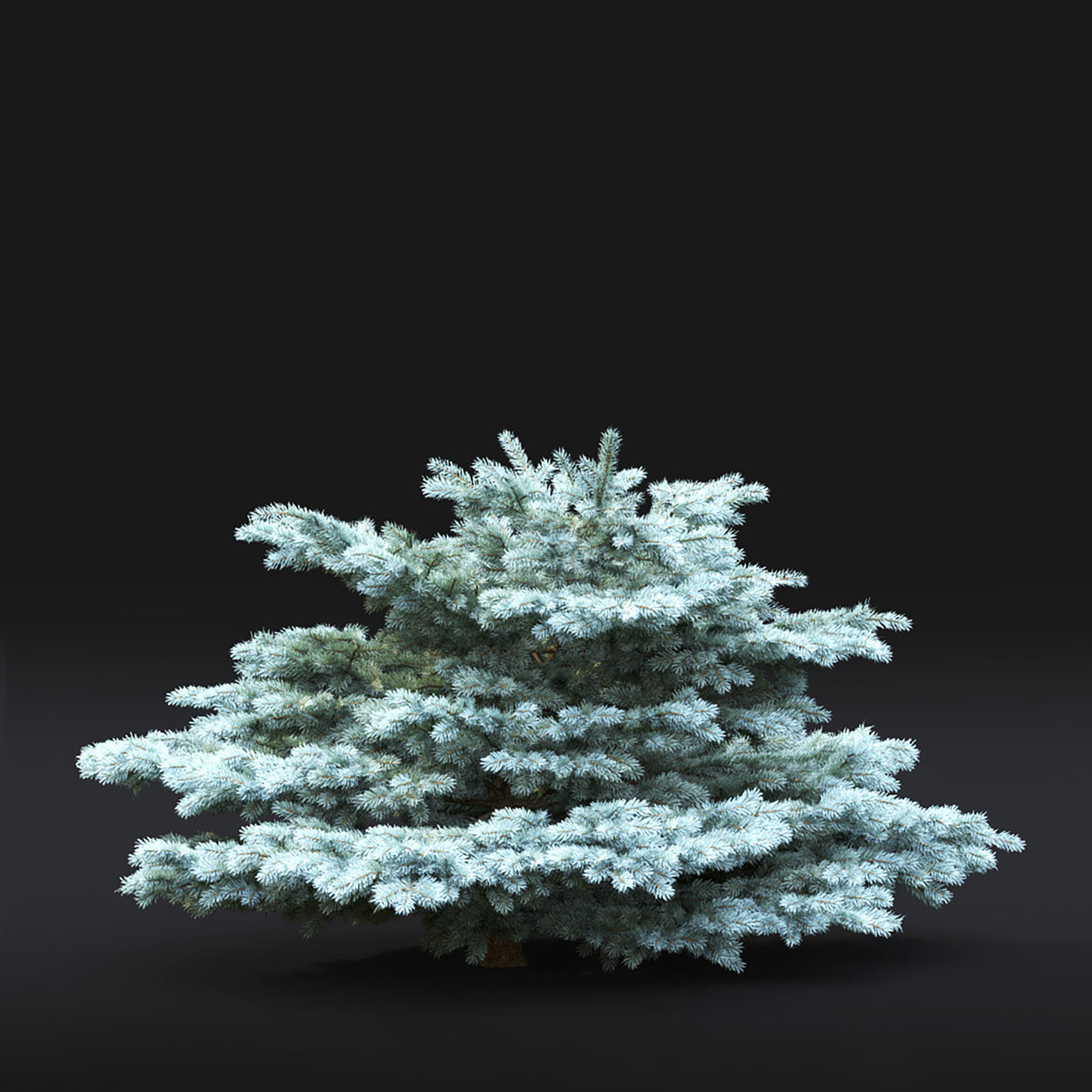 Glauca globosa 01 3D model_5