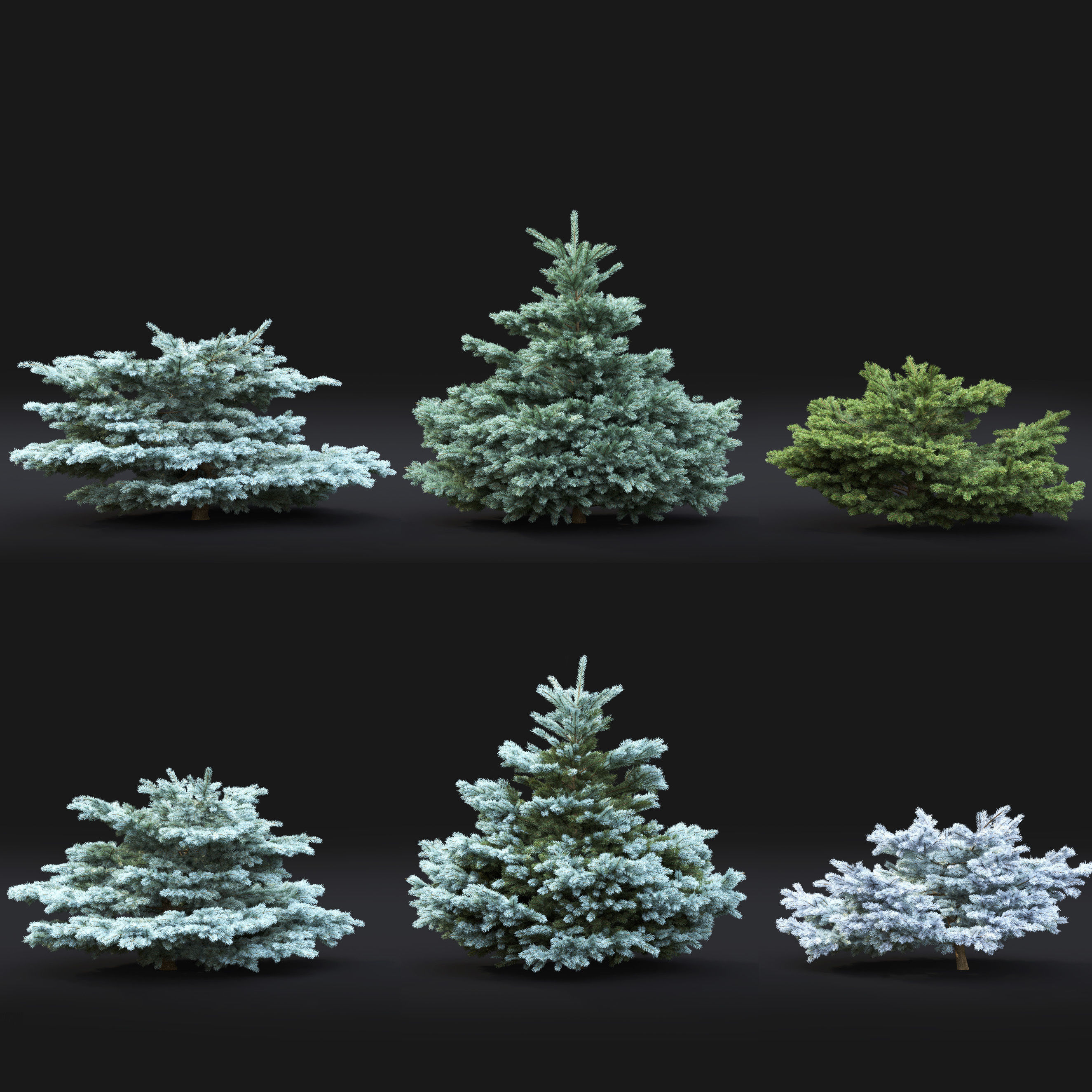 Glauca globosa 01 3D model_1