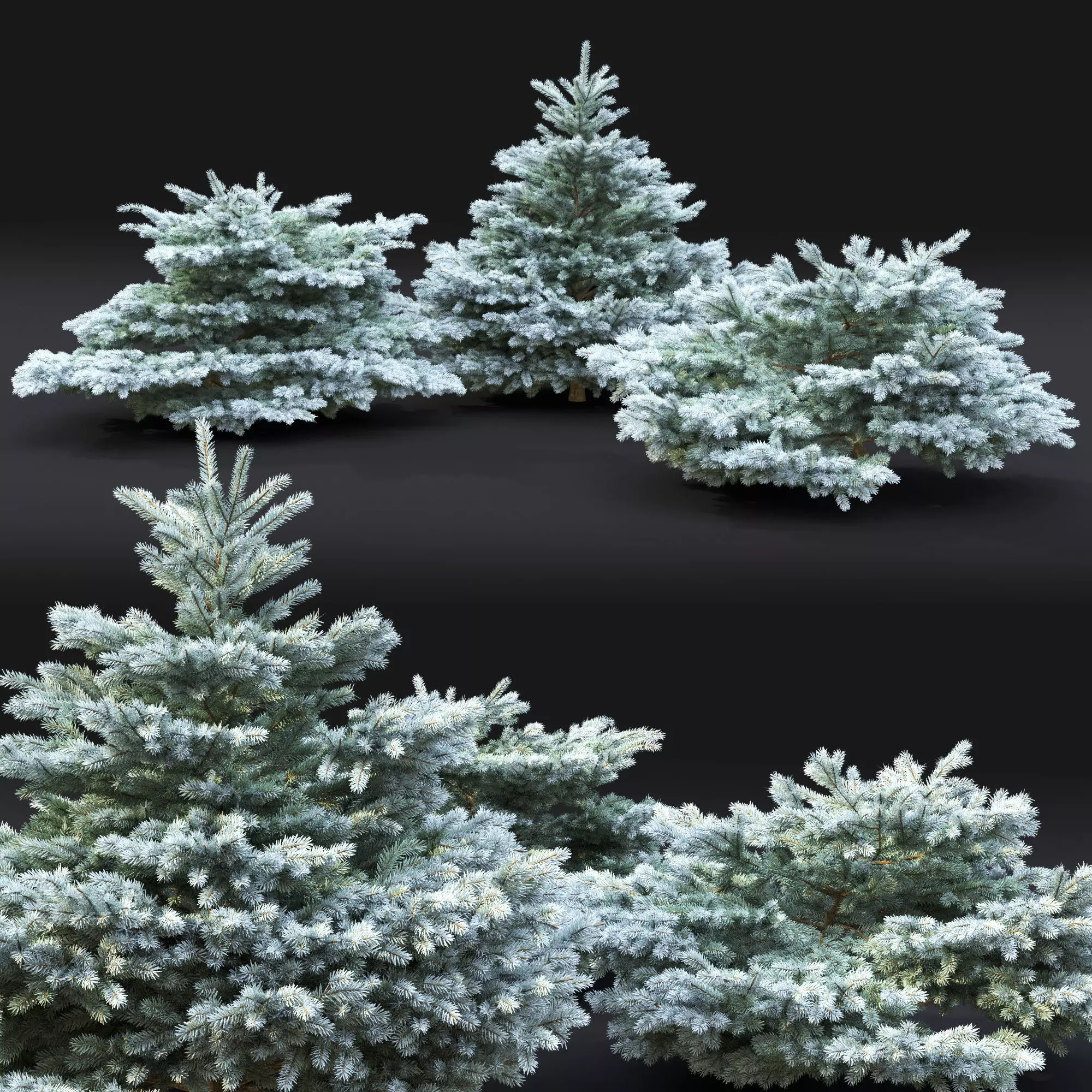 Glauca globosa 01 3D model_0