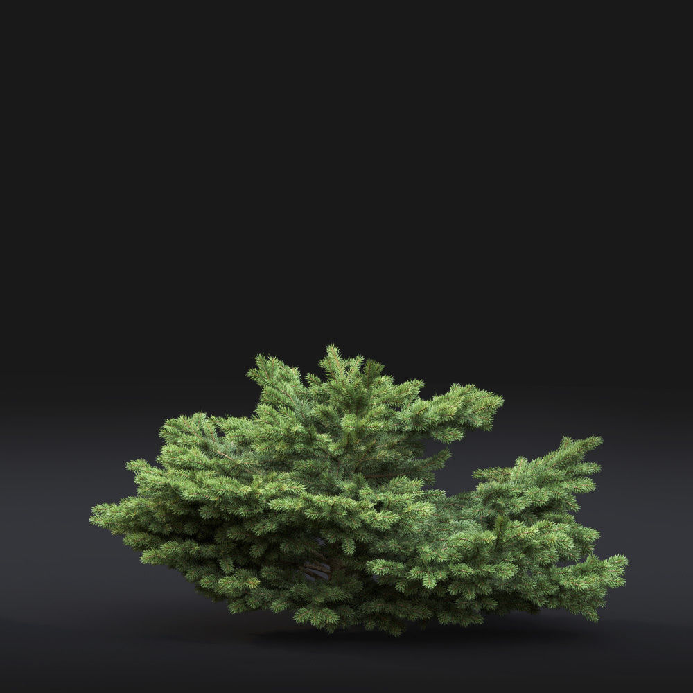 Glauca globosa 01 3D model_4