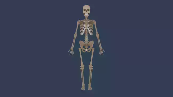 Rigged Human skeleton Esqueleto humano  3D model