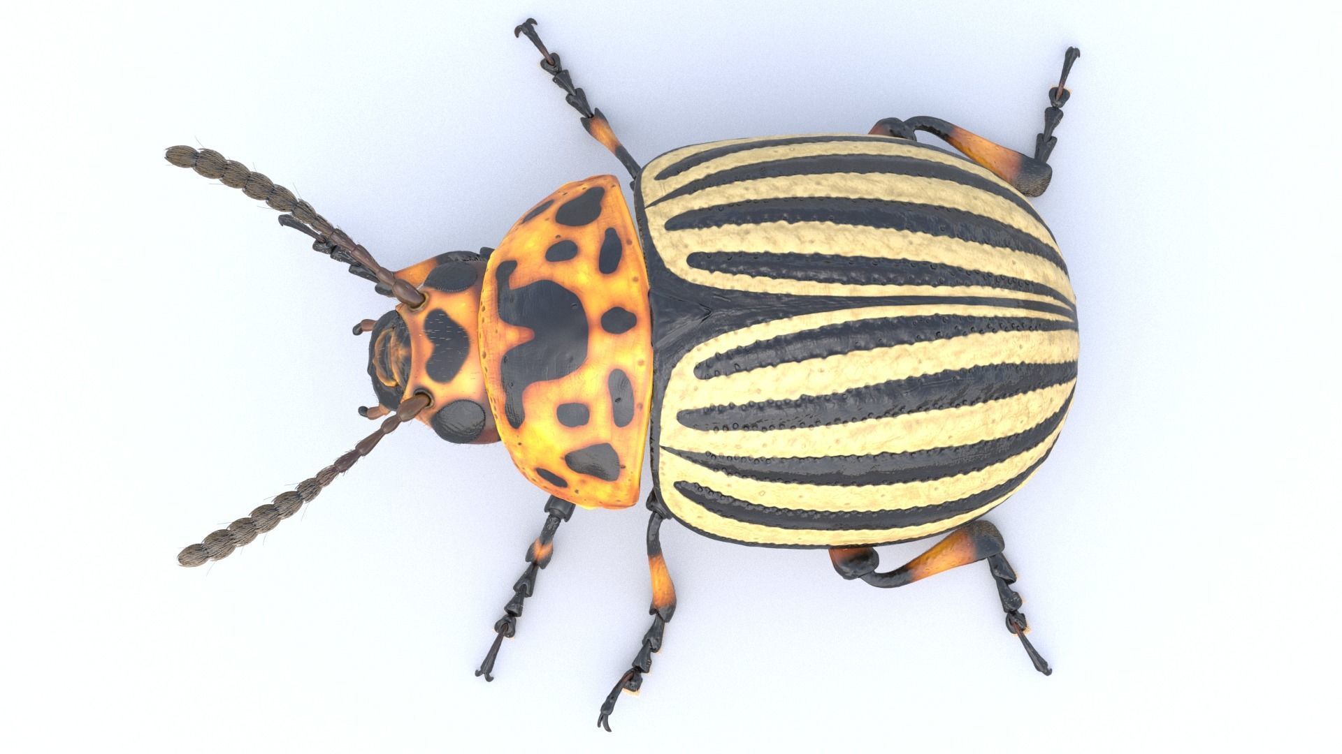 Colorado Potato Beetle 3D model_6