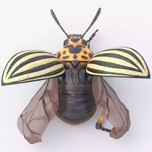 Colorado Potato Beetle  3D model