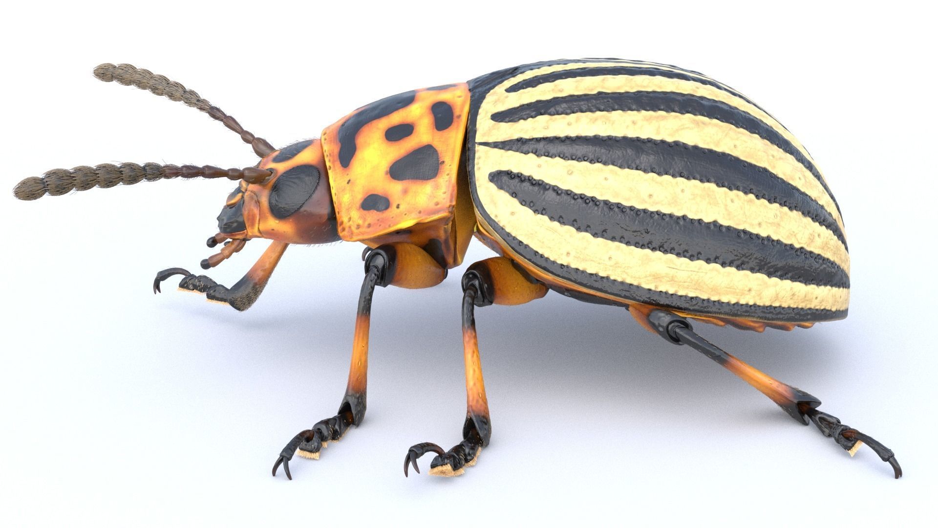 Colorado Potato Beetle 3D model_5