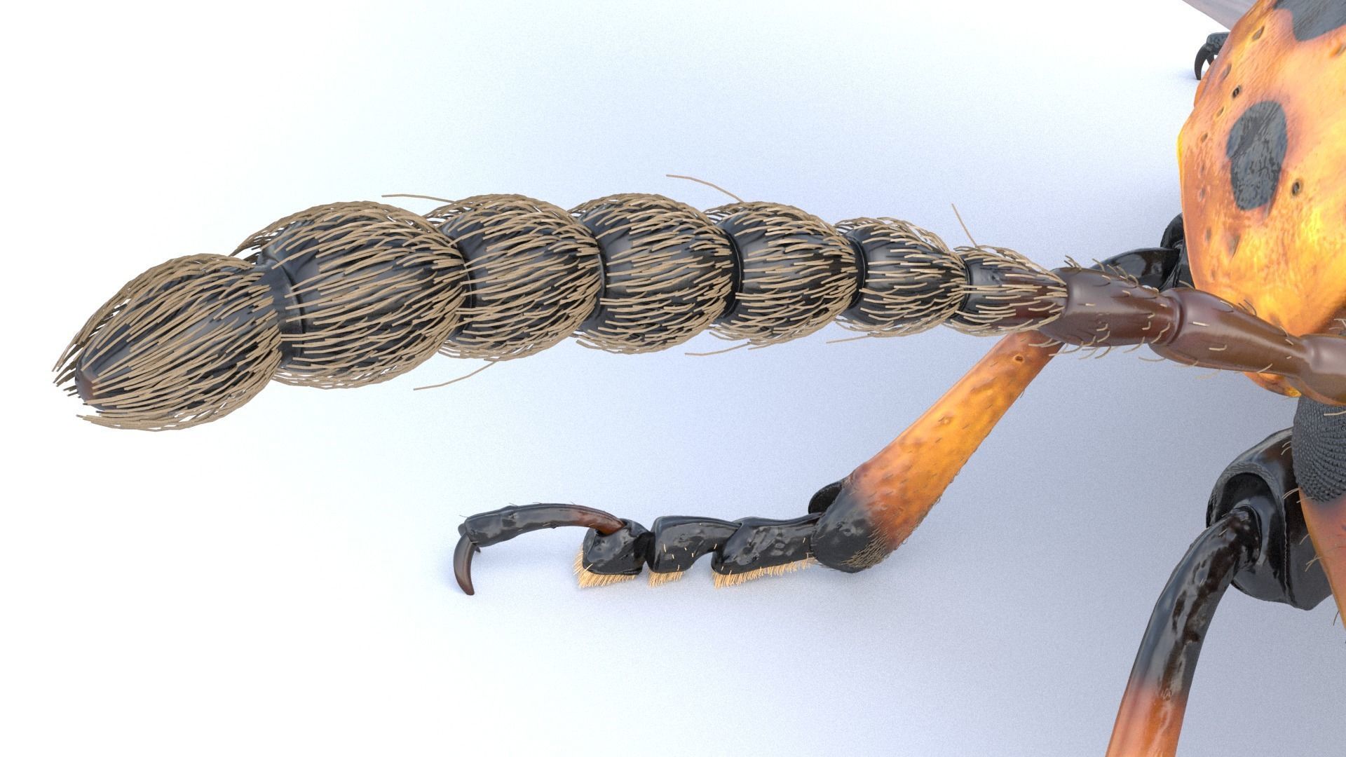 Colorado Potato Beetle 3D model_3