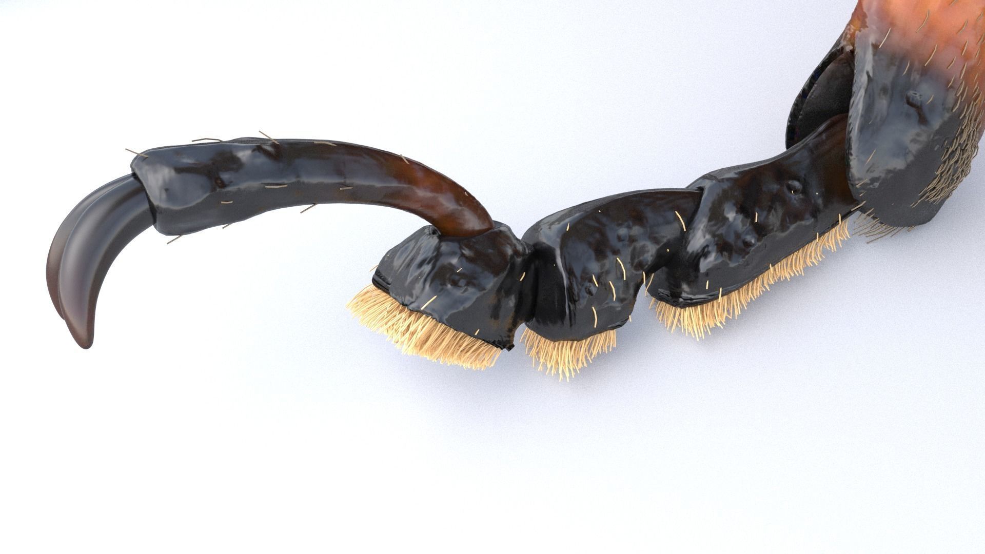 Colorado Potato Beetle 3D model_2