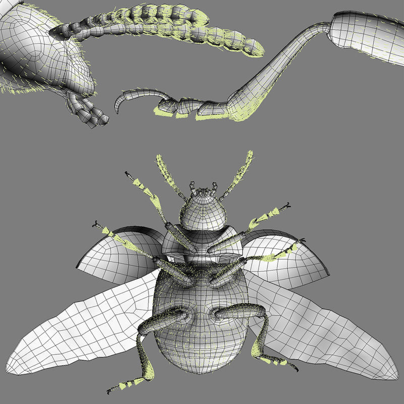 Colorado Potato Beetle 3D model_9