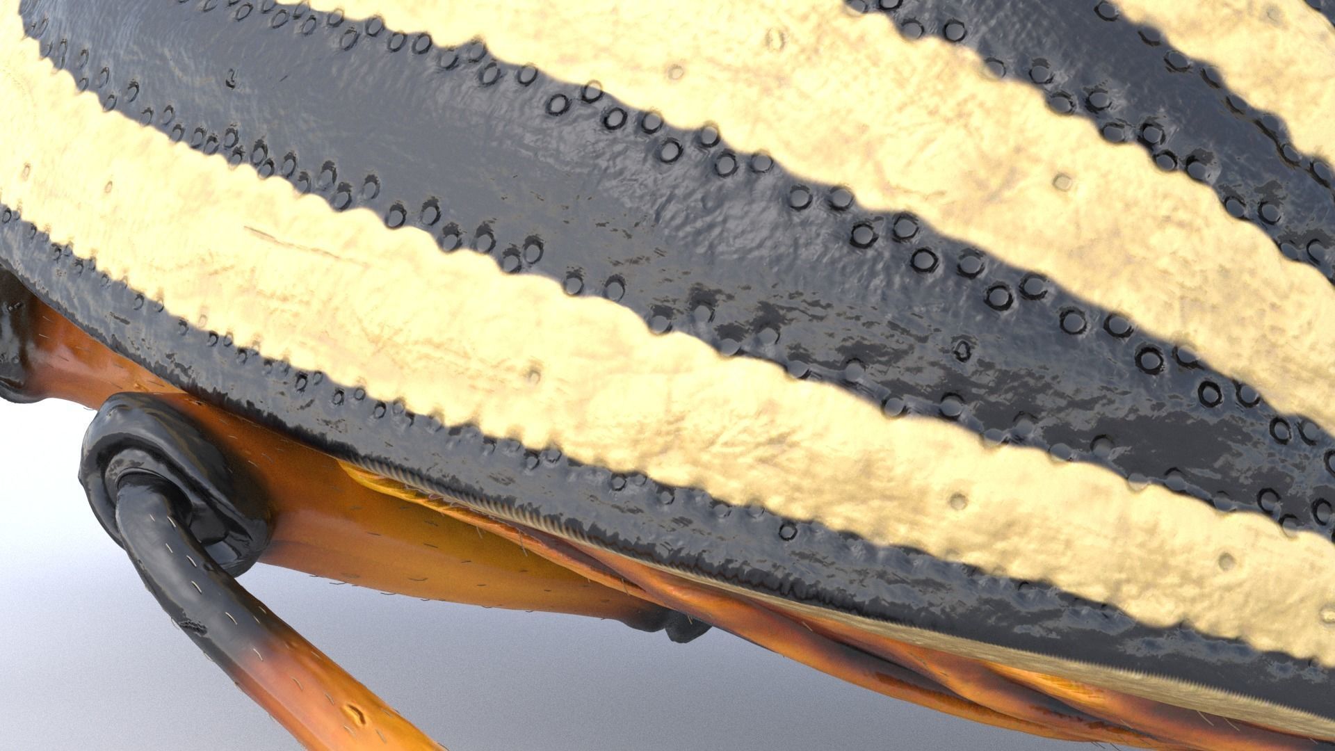 Colorado Potato Beetle 3D model_4