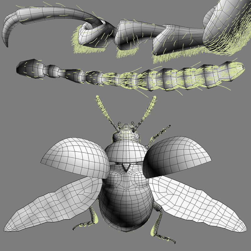 Colorado Potato Beetle 3D model_11