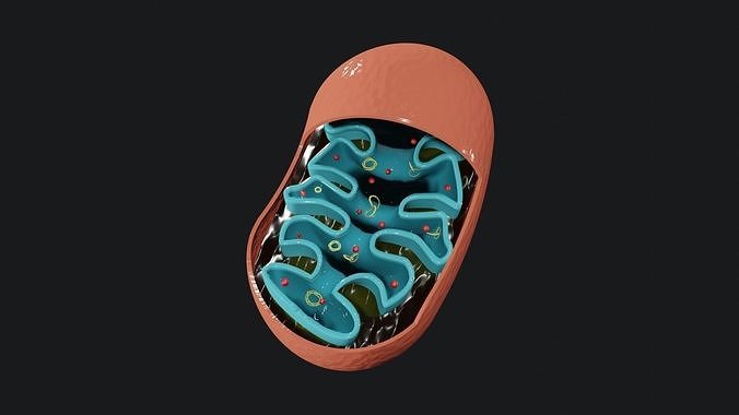 Mitochondria inside of shoe 3D model