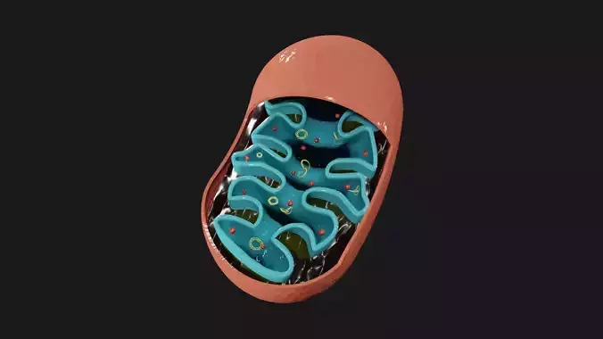 Mitochondria inside of shoe 3D model