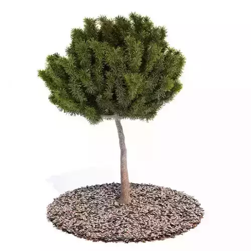 Green Bonsai Tree