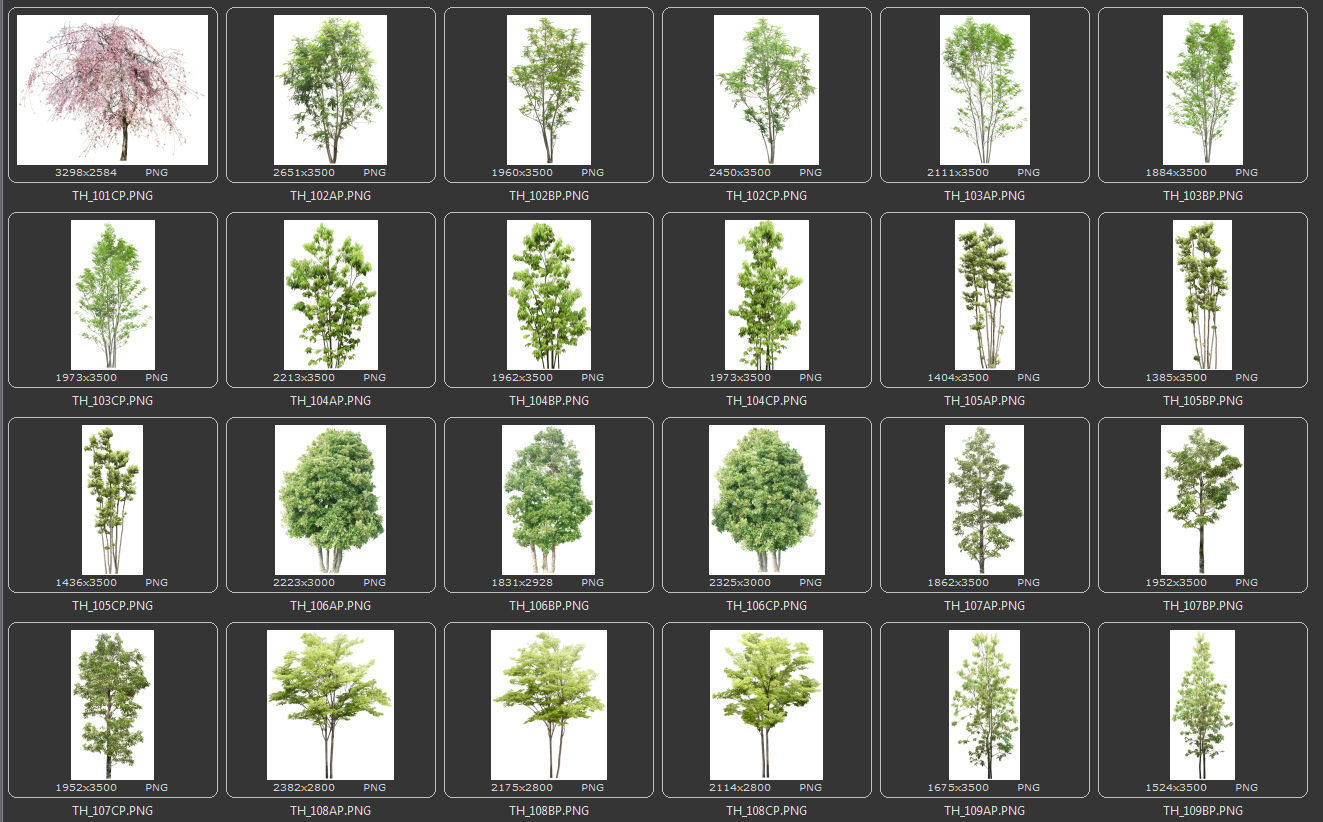 Set of Texture Trees PNG free Texture | CGTrader