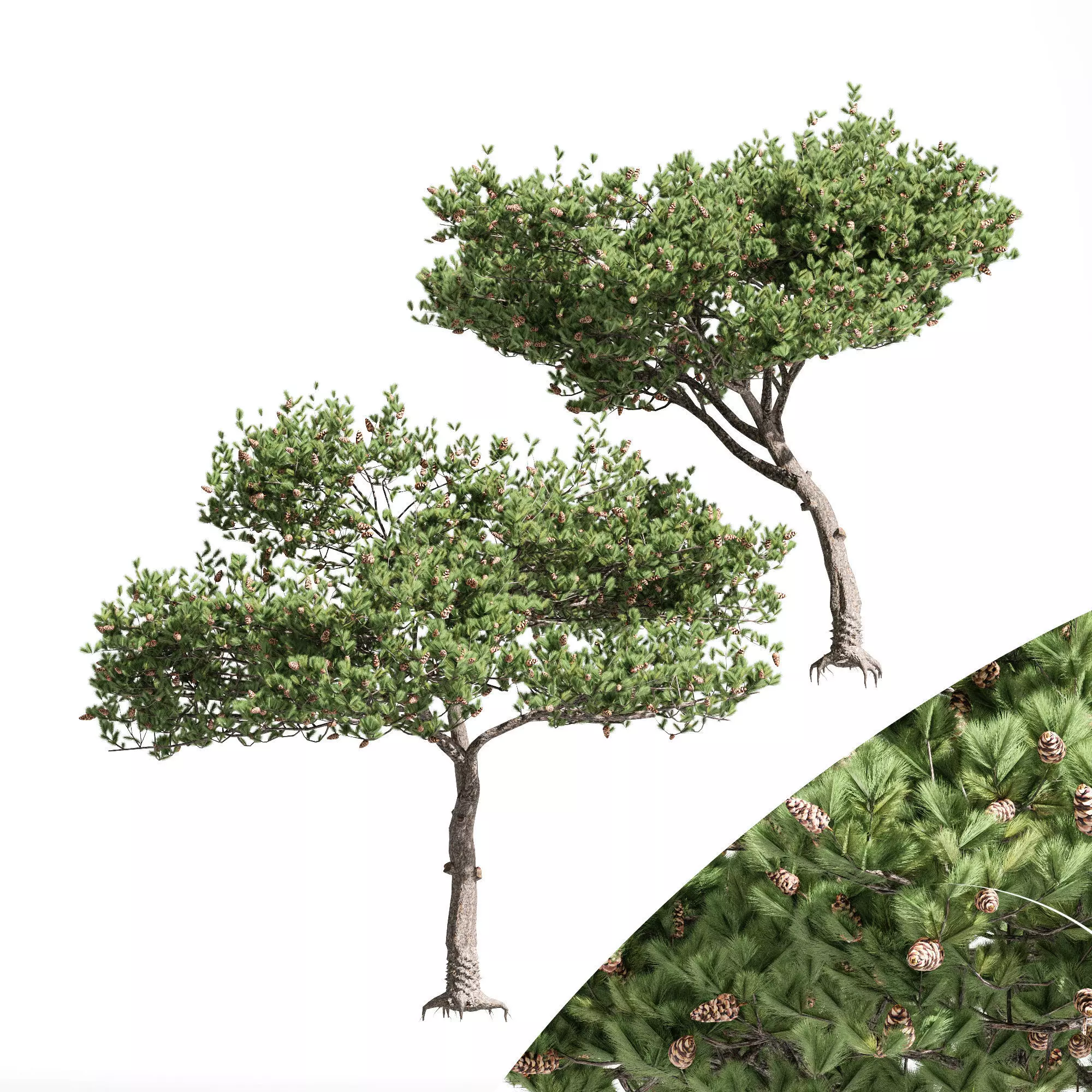 2 diffrent tree Italian Stone Pine 3D model_0