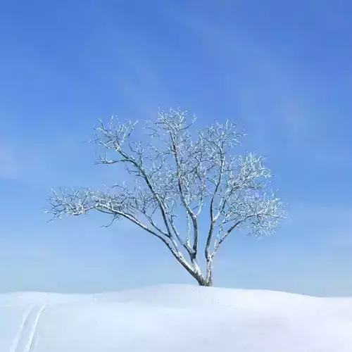 Snowy Winter Tree 3D model