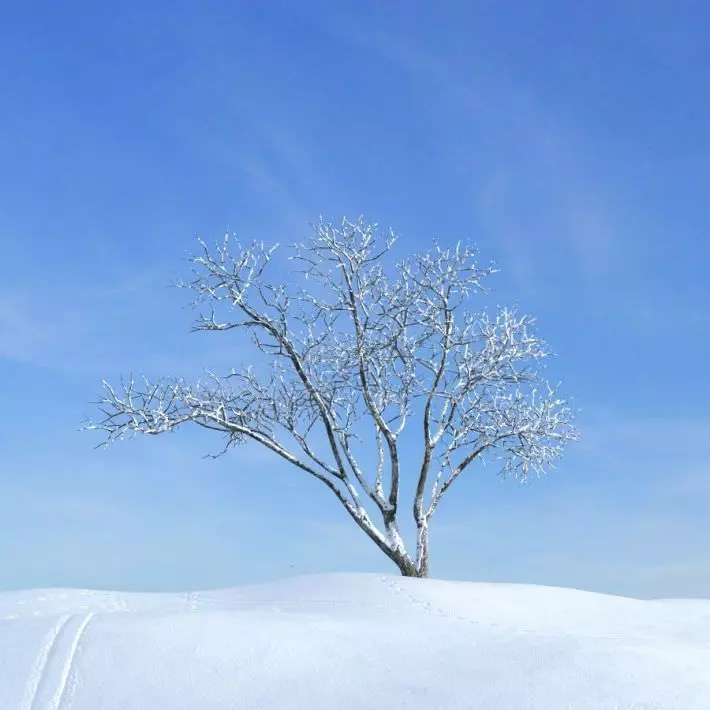 Snowy Winter Tree 3D model_0