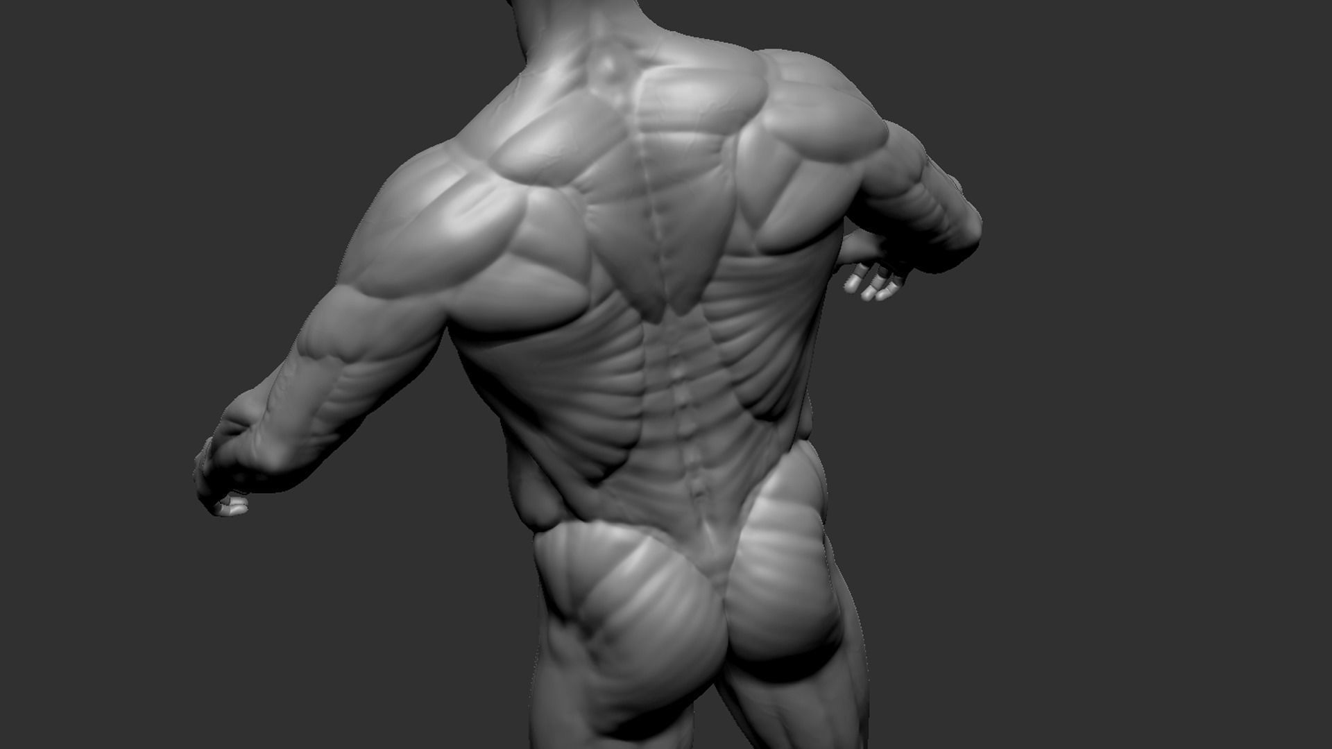 Male Base Mesh 3D model_11