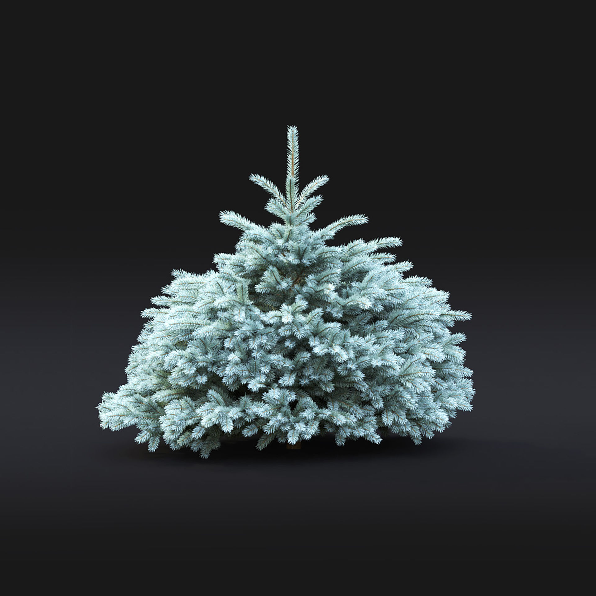 Glauca Globosa 02 3D model_3