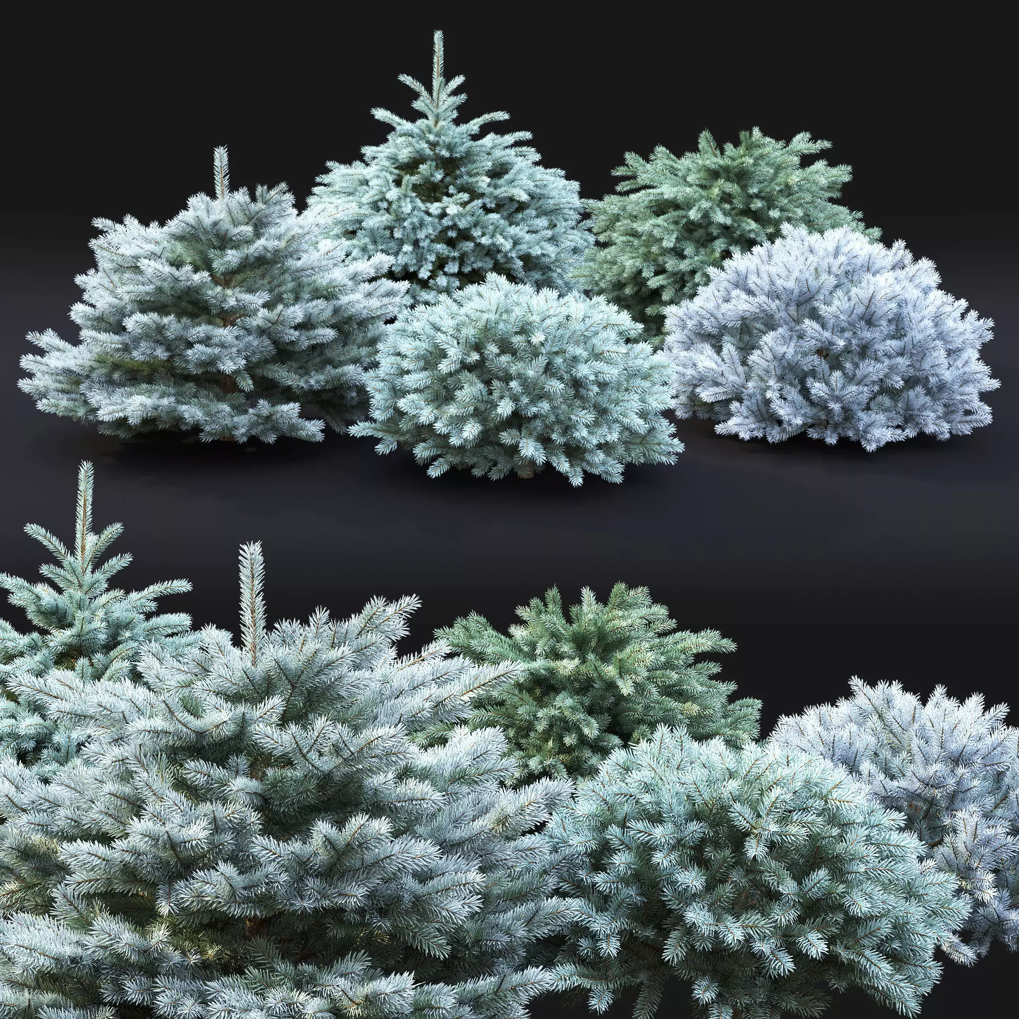 Glauca Globosa 02 3D model_0