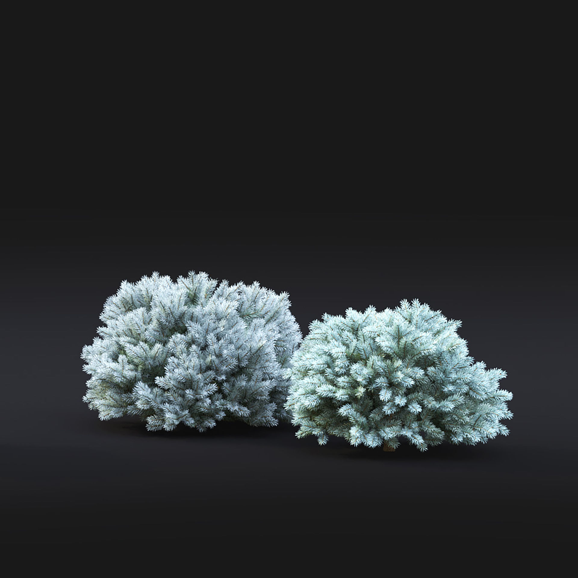 Glauca Globosa 02 3D model_4