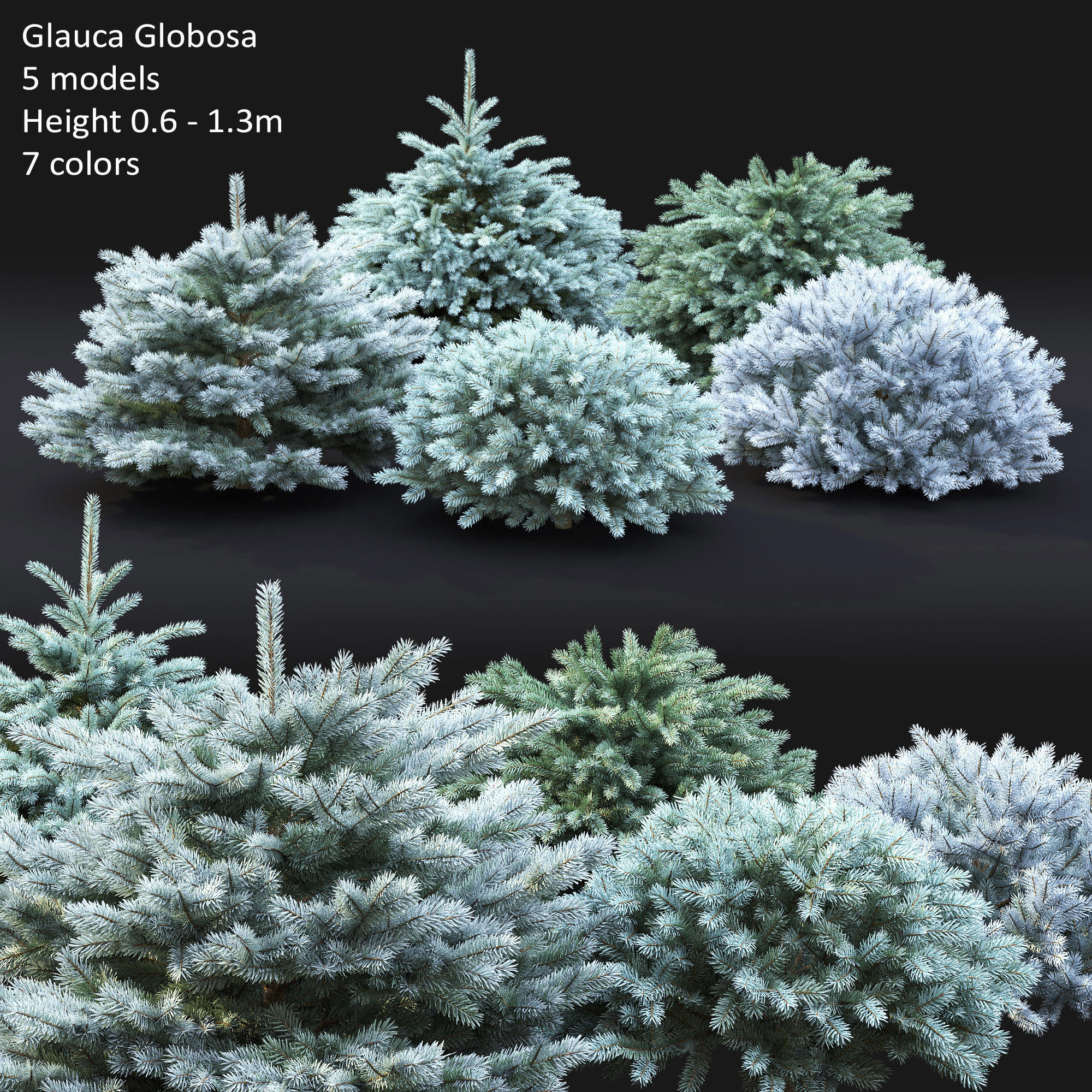 Glauca Globosa 02 3D model_5
