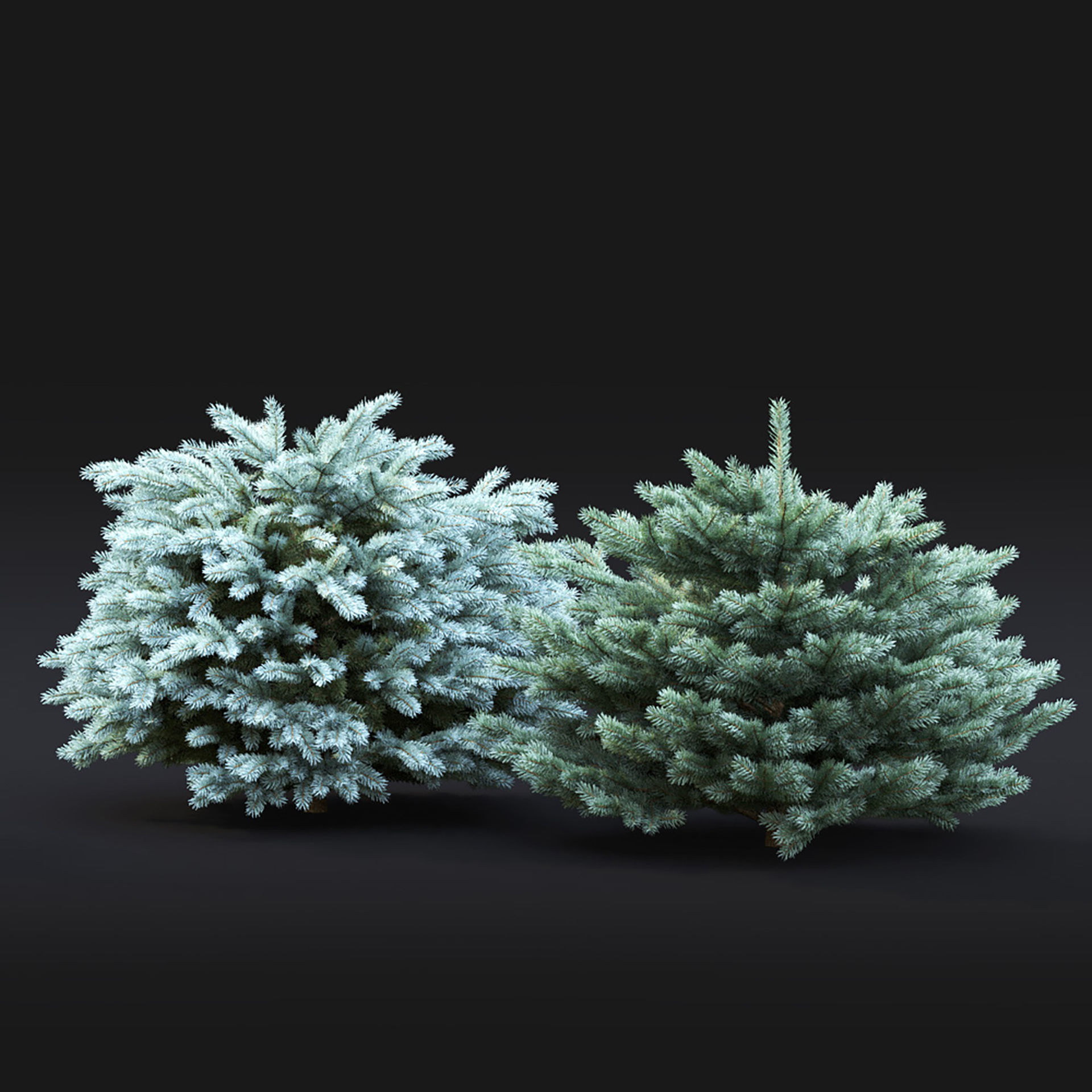 Glauca Globosa 02 3D model_2