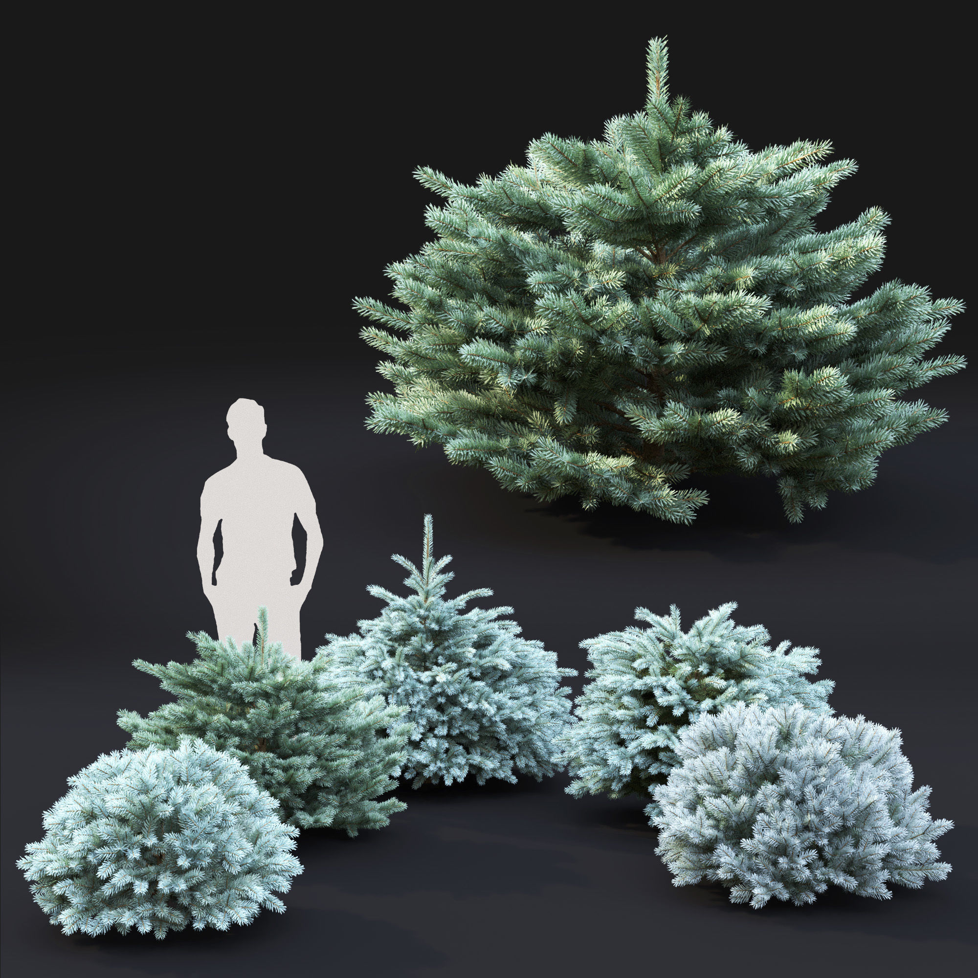 Glauca Globosa 02 3D model_1