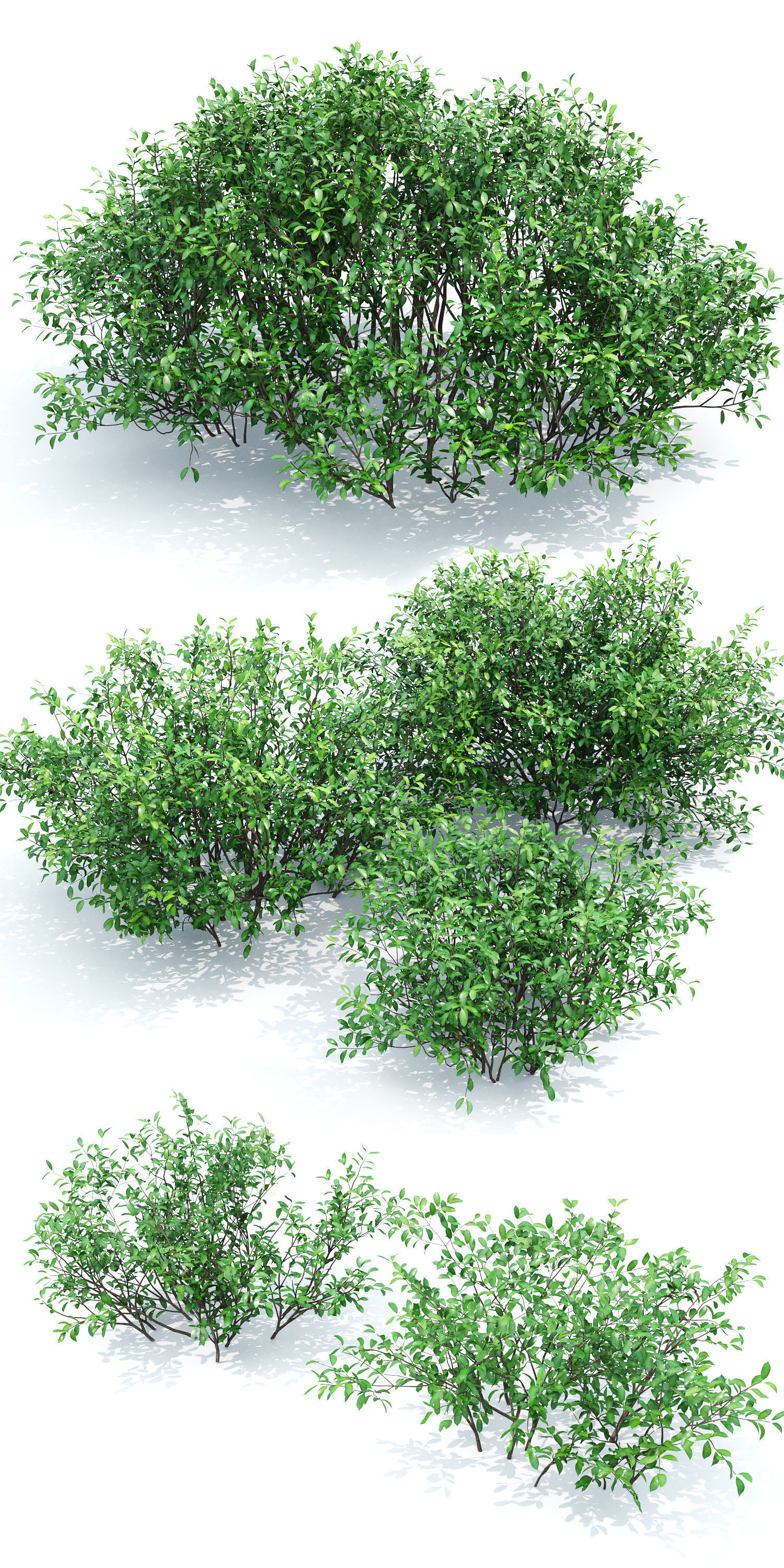 Euonymus bush 01 3D model_1