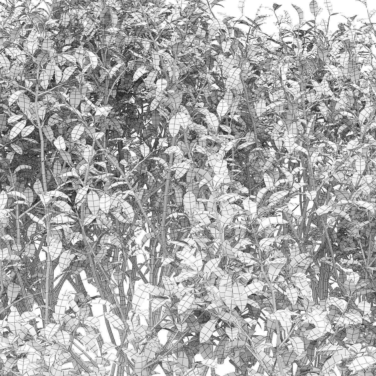 Euonymus bush 01 3D model_5