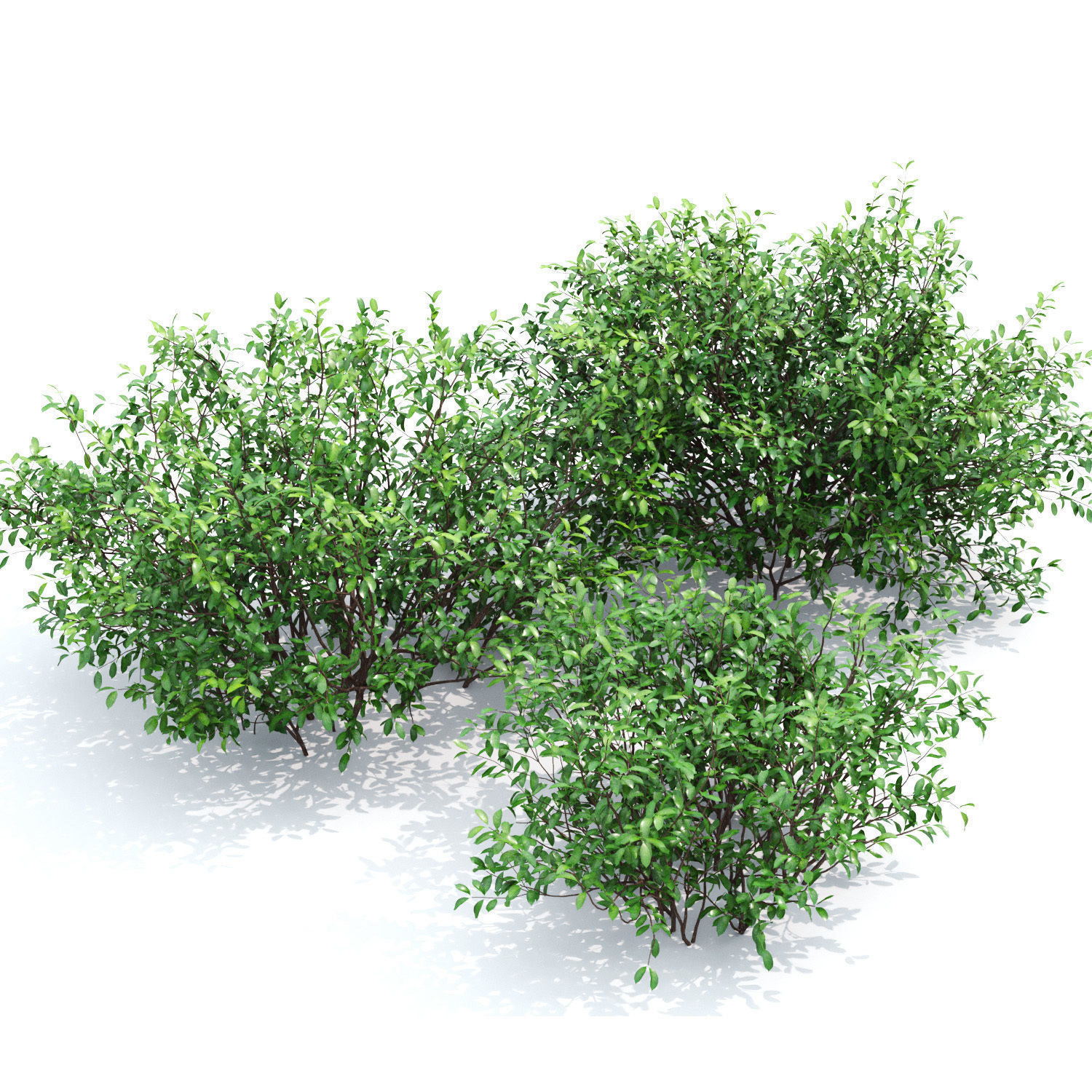 Euonymus bush 01 3D model_3