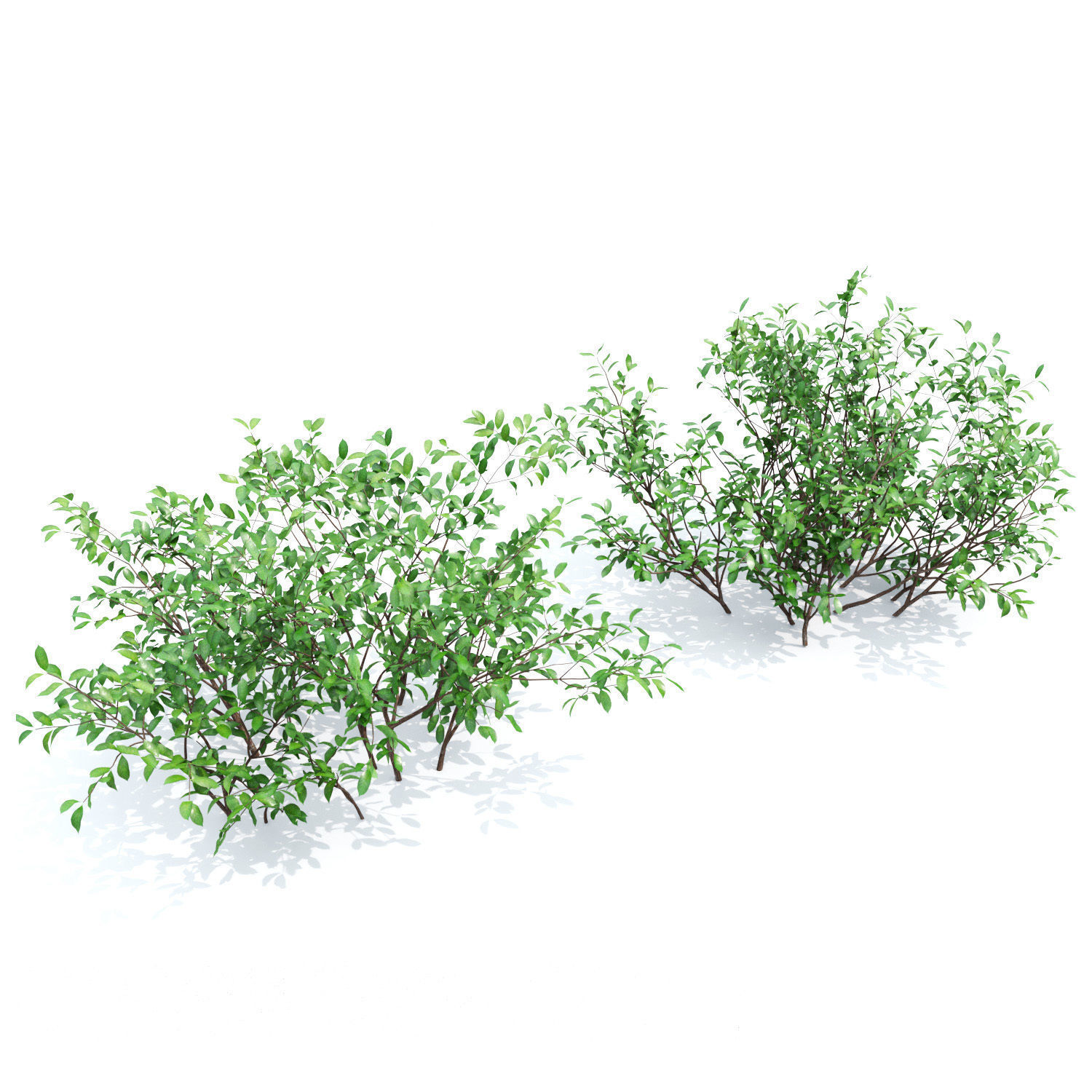 Euonymus bush 01 3D model_4