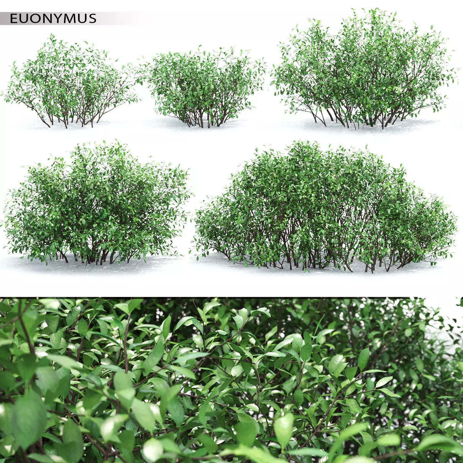 Euonymus bush 01 3D model_0